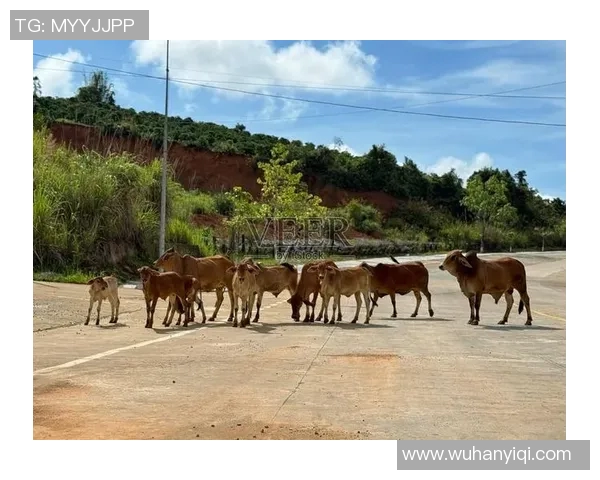 NBA小牛与公牛激战七场决胜局精彩回顾与赛后分析